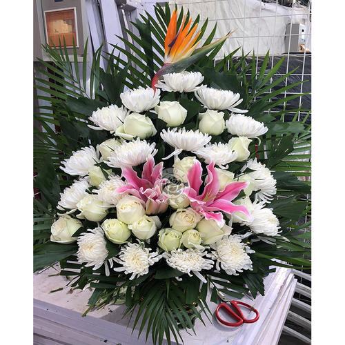 白菊/白荷/02#