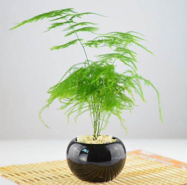 文竹