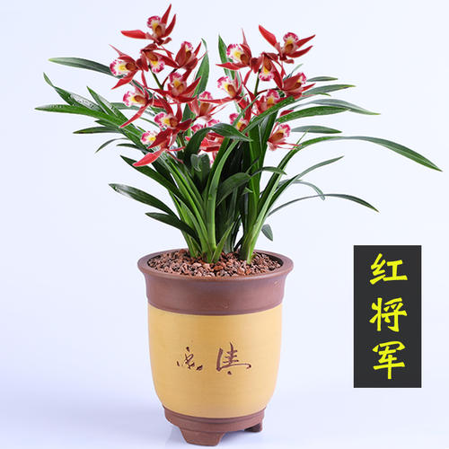 兰花/蝴蝶兰