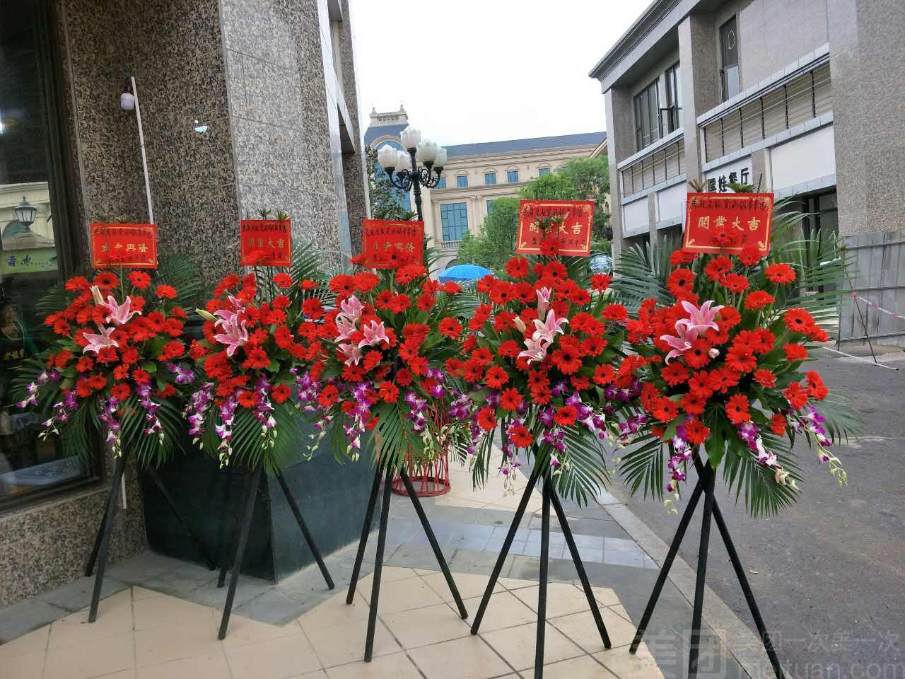 红荷/红非洲菊/33#