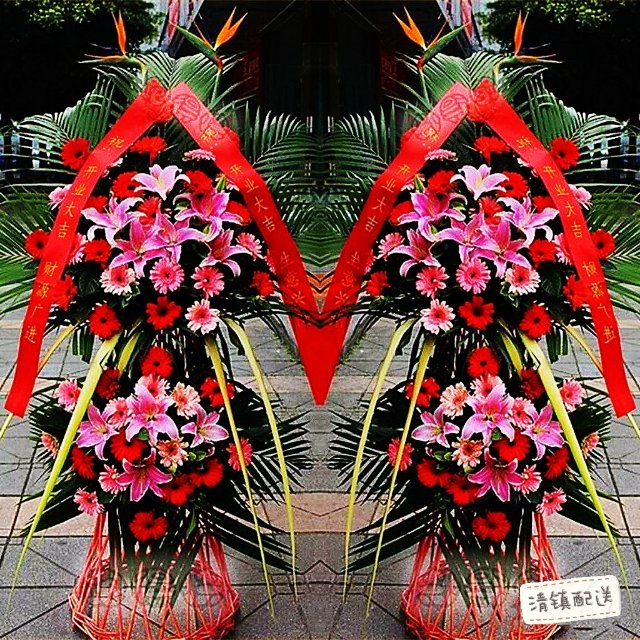红荷/非洲菊/23#