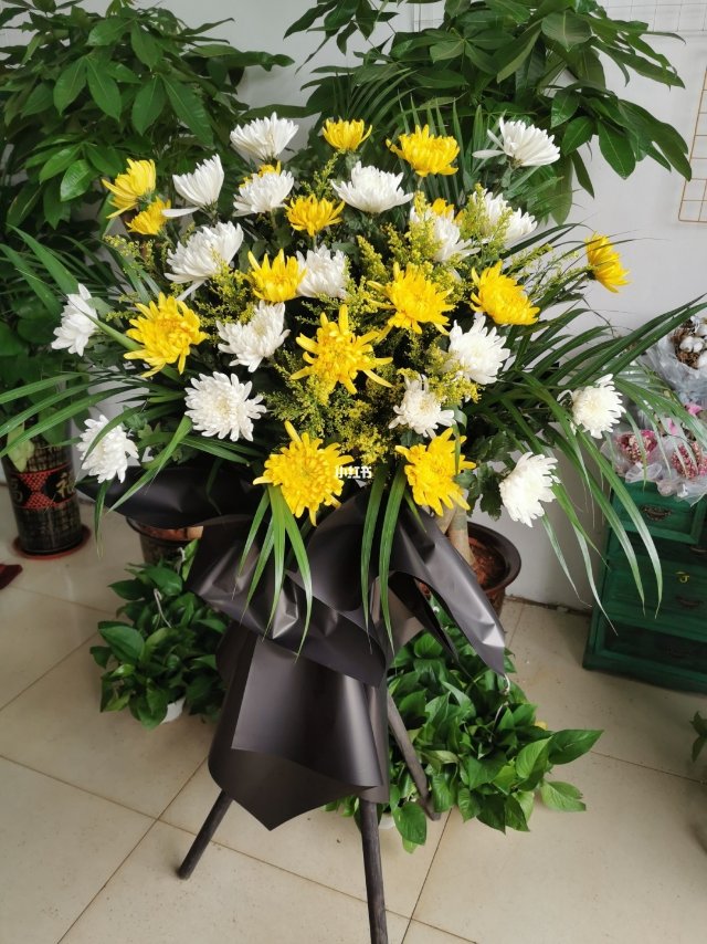 黄菊白菊系列/5#
