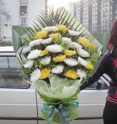 白菊花/黄菊花/17#