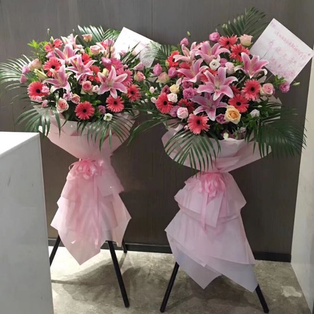 红荷/非洲菊/55