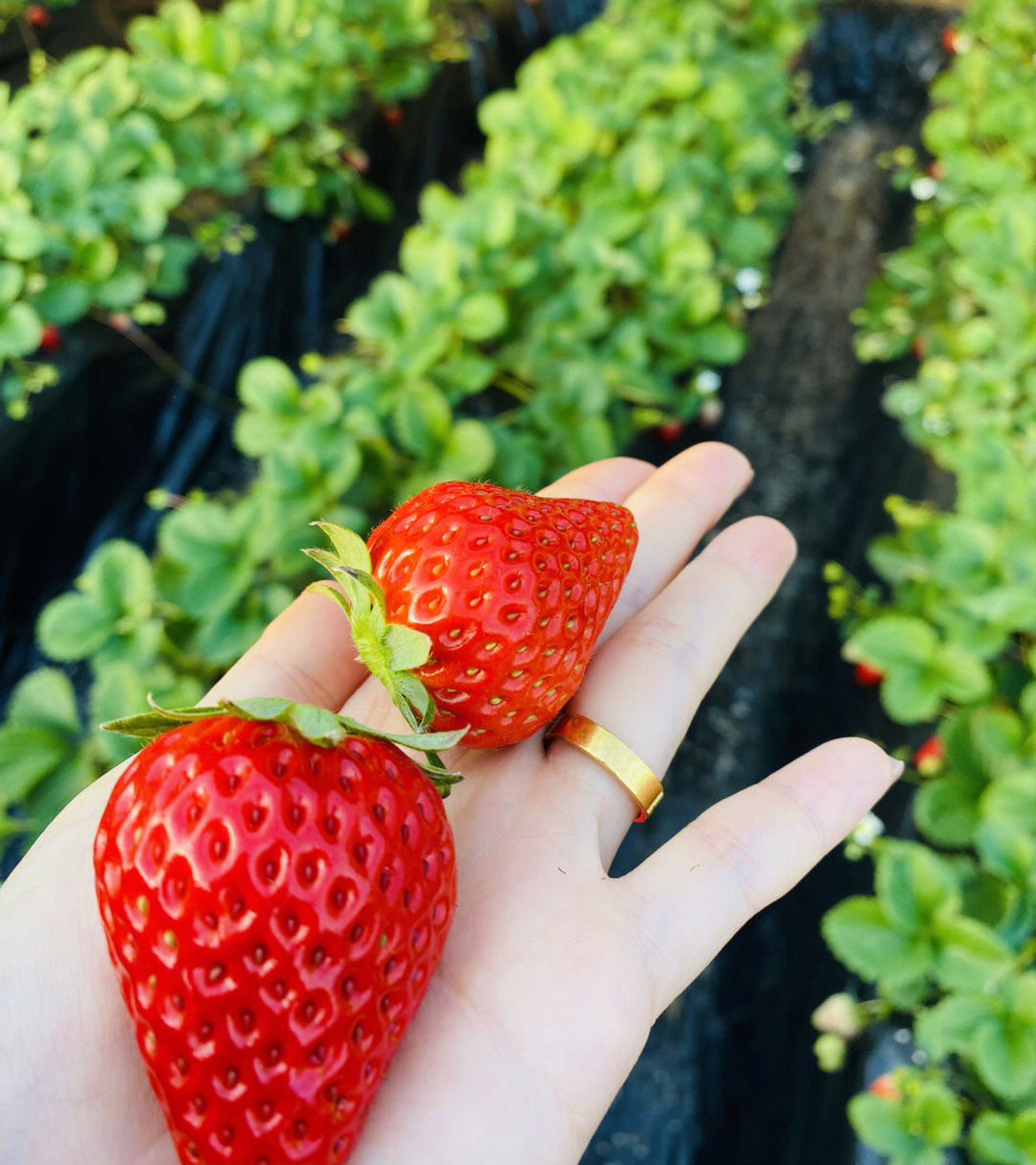 新鲜现采精品草莓