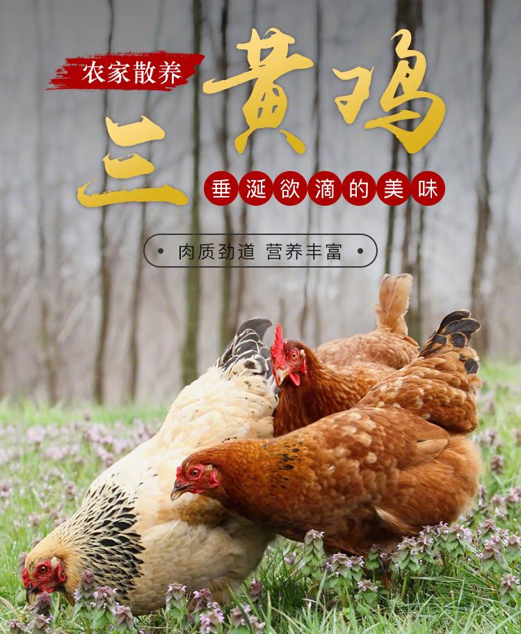 粤北农家散养三黄鸡（5斤左右）正品保证