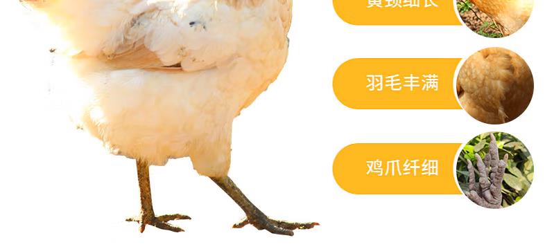 粤北农家散养三黄鸡（5斤左右）正品保证