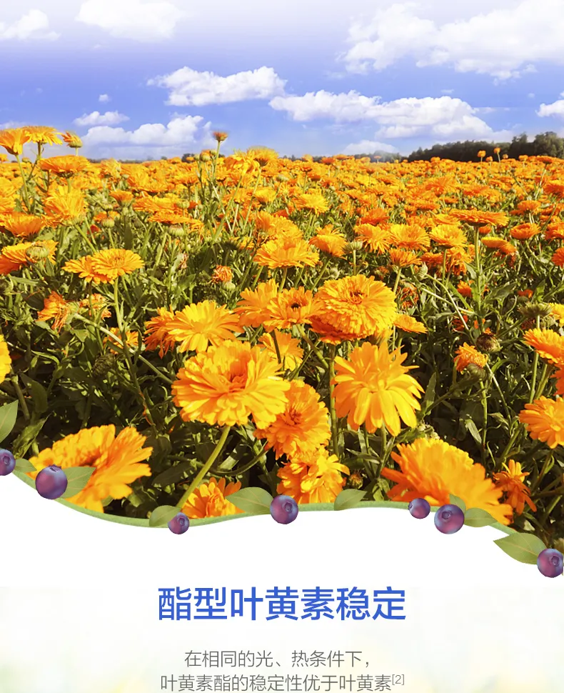 蓝莓叶黄素酯片1瓶