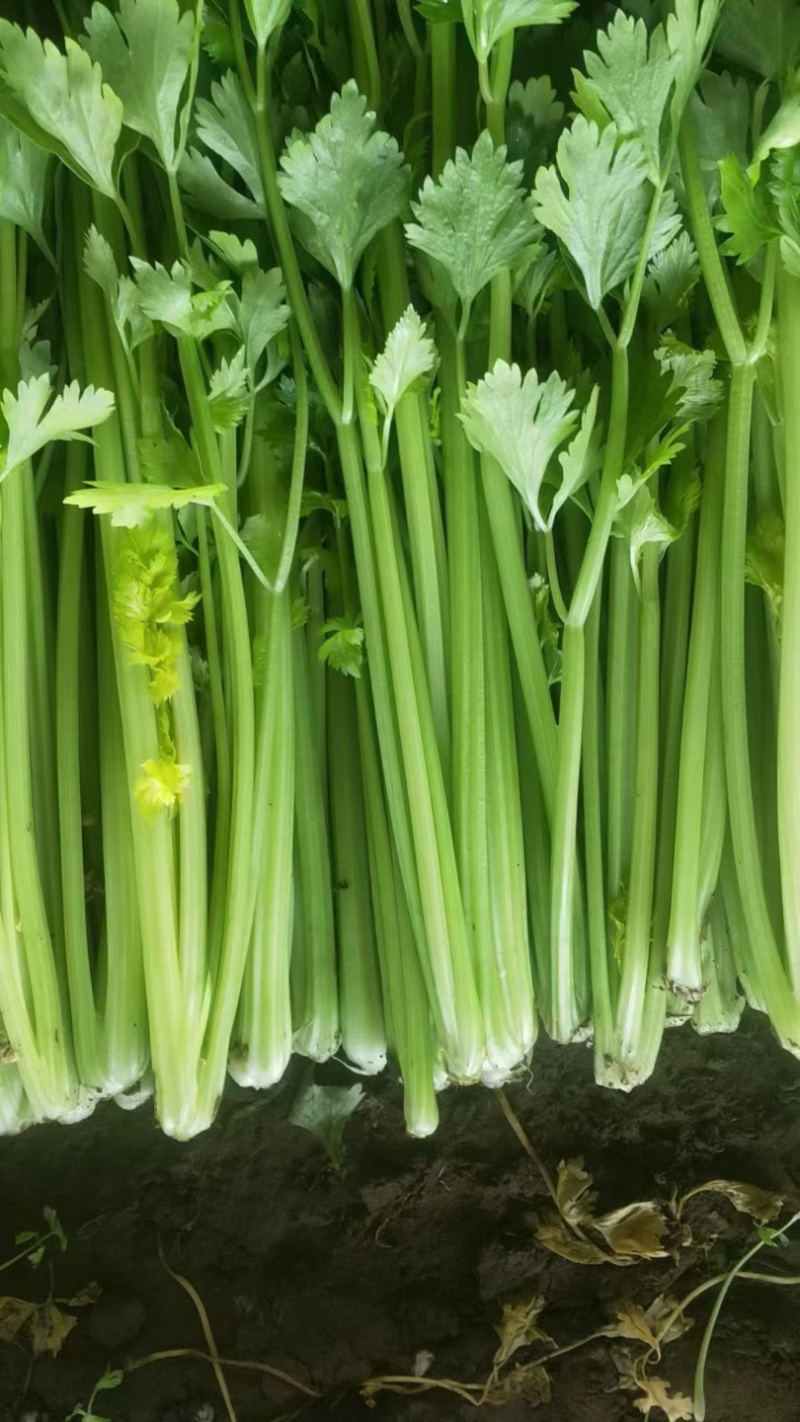 芹菜