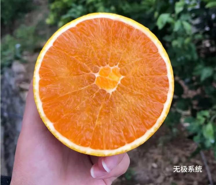 秭归屈乡秋橙九月红（10斤装）