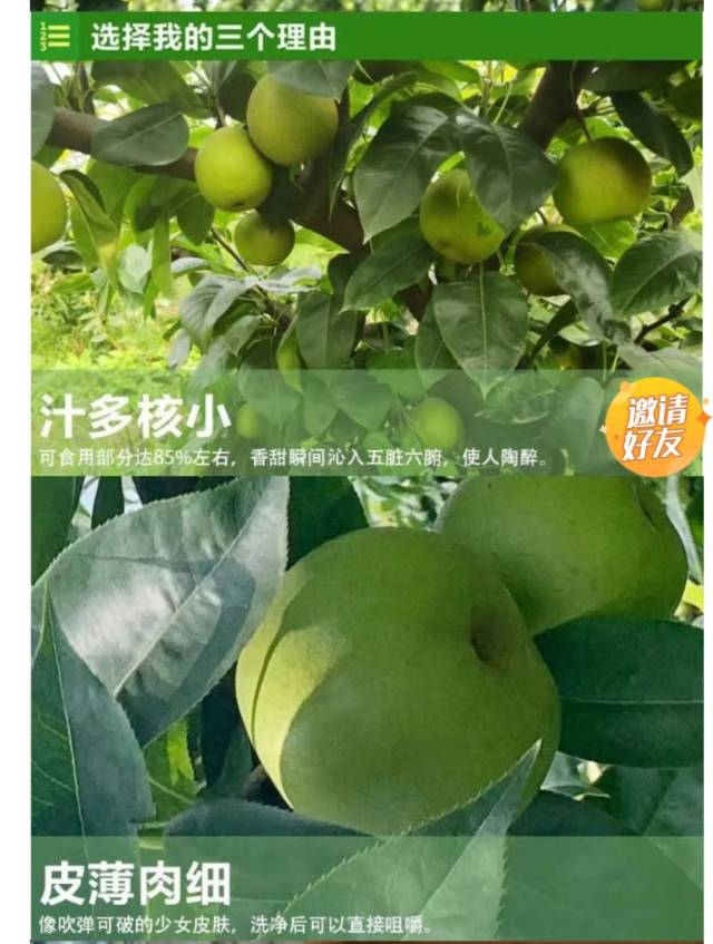 无极生态翠冠梨（9个/箱7斤左右）江浙沪包邮