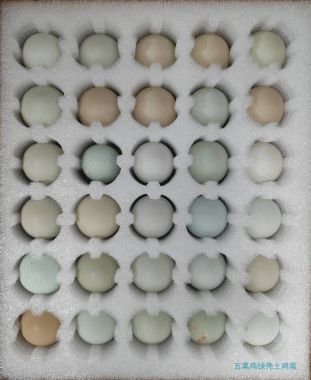 五黑鸡绿壳土鸡蛋，49元/盒（30枚），运费另计，线下购买，至高100%补贴。