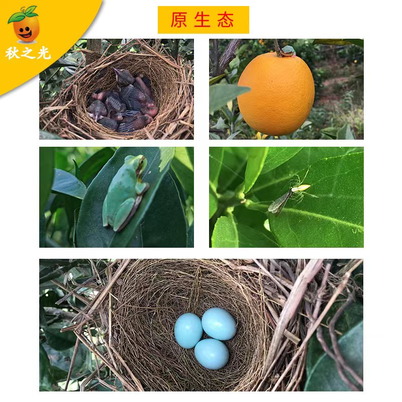 有机脐橙