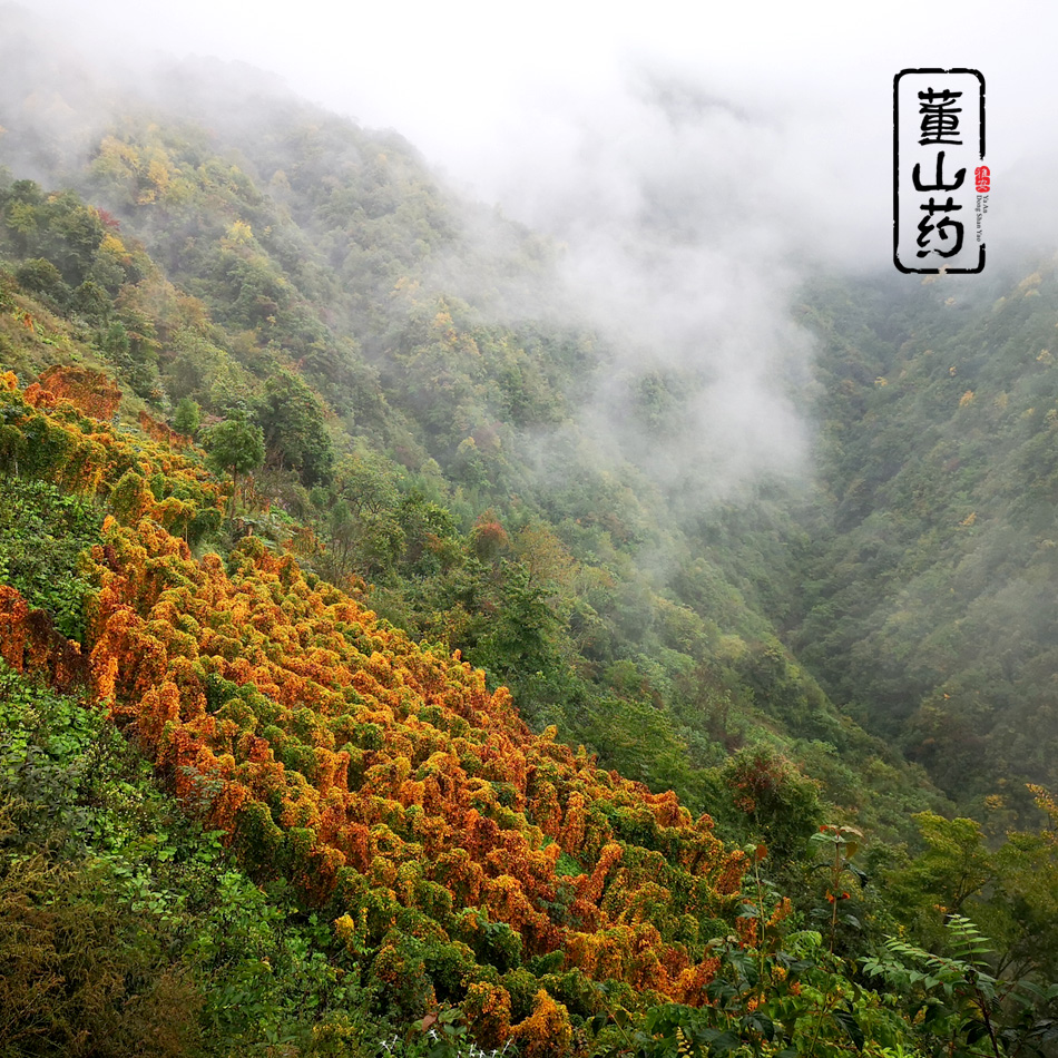 雪山糯山药