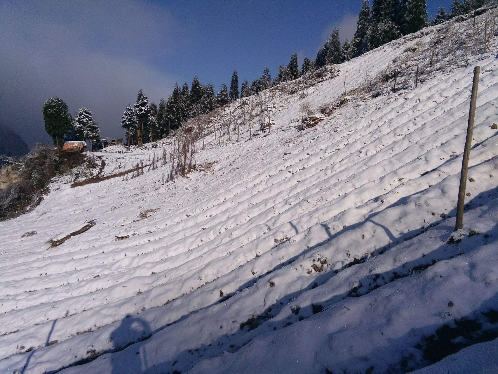 雪山糯山药
