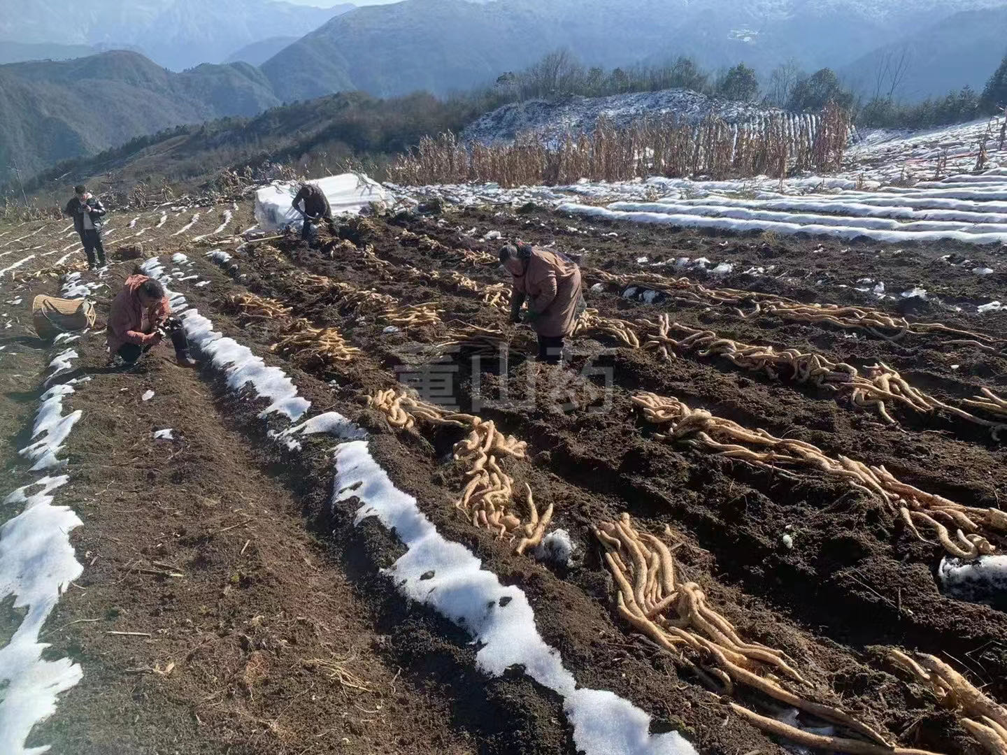 雪山糯山药