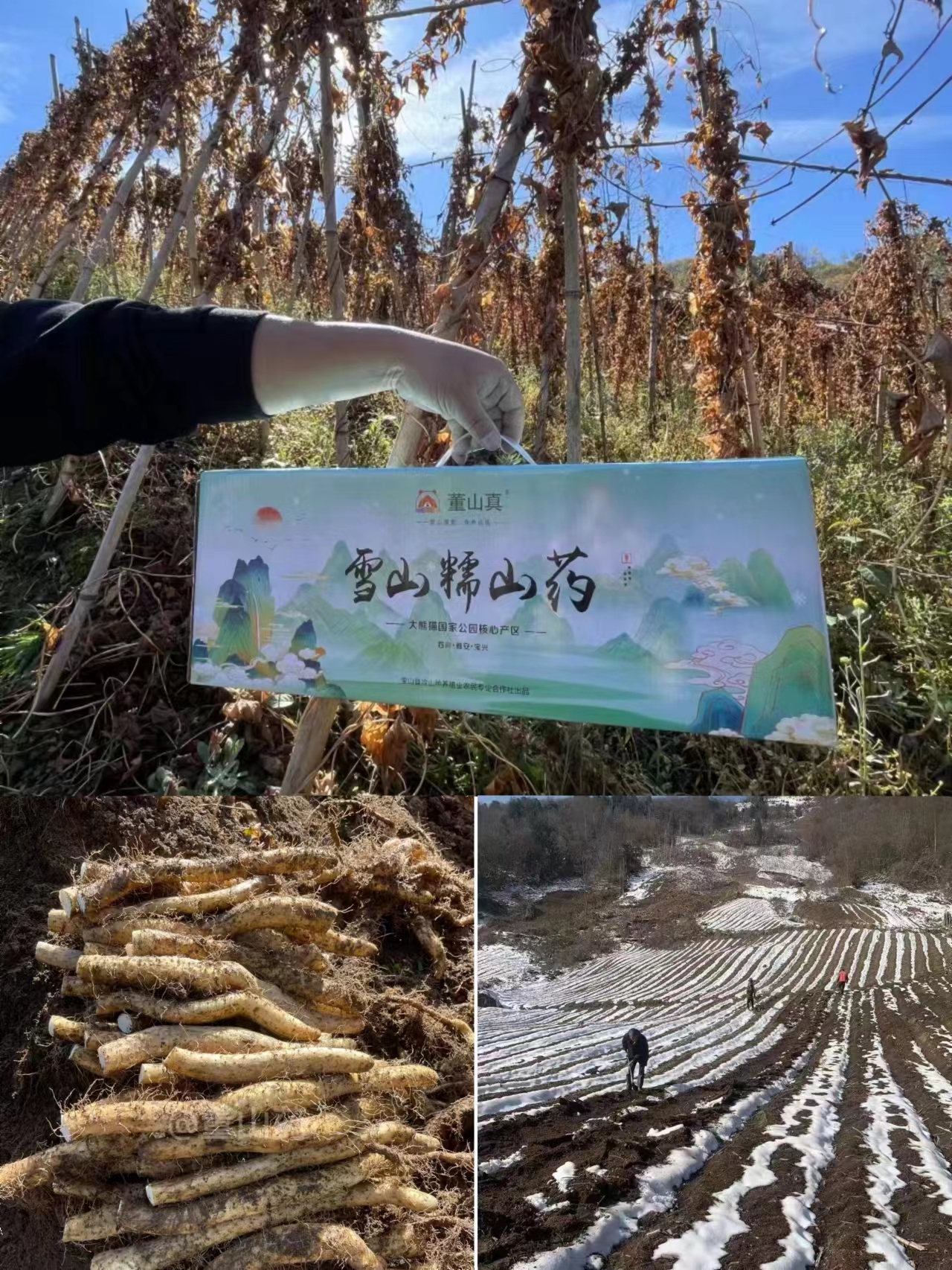 雪山糯山药