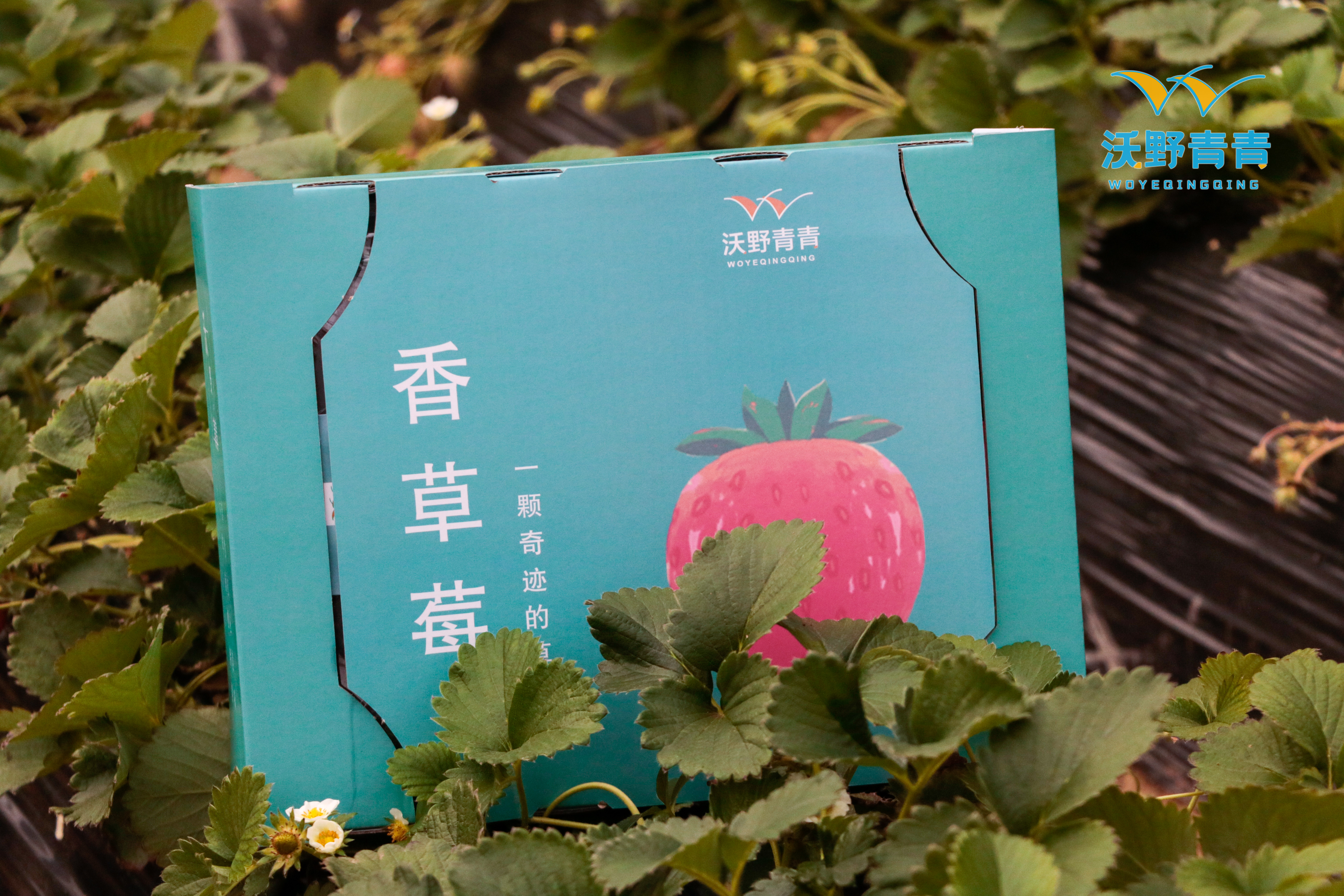 沃野青青*香草莓
