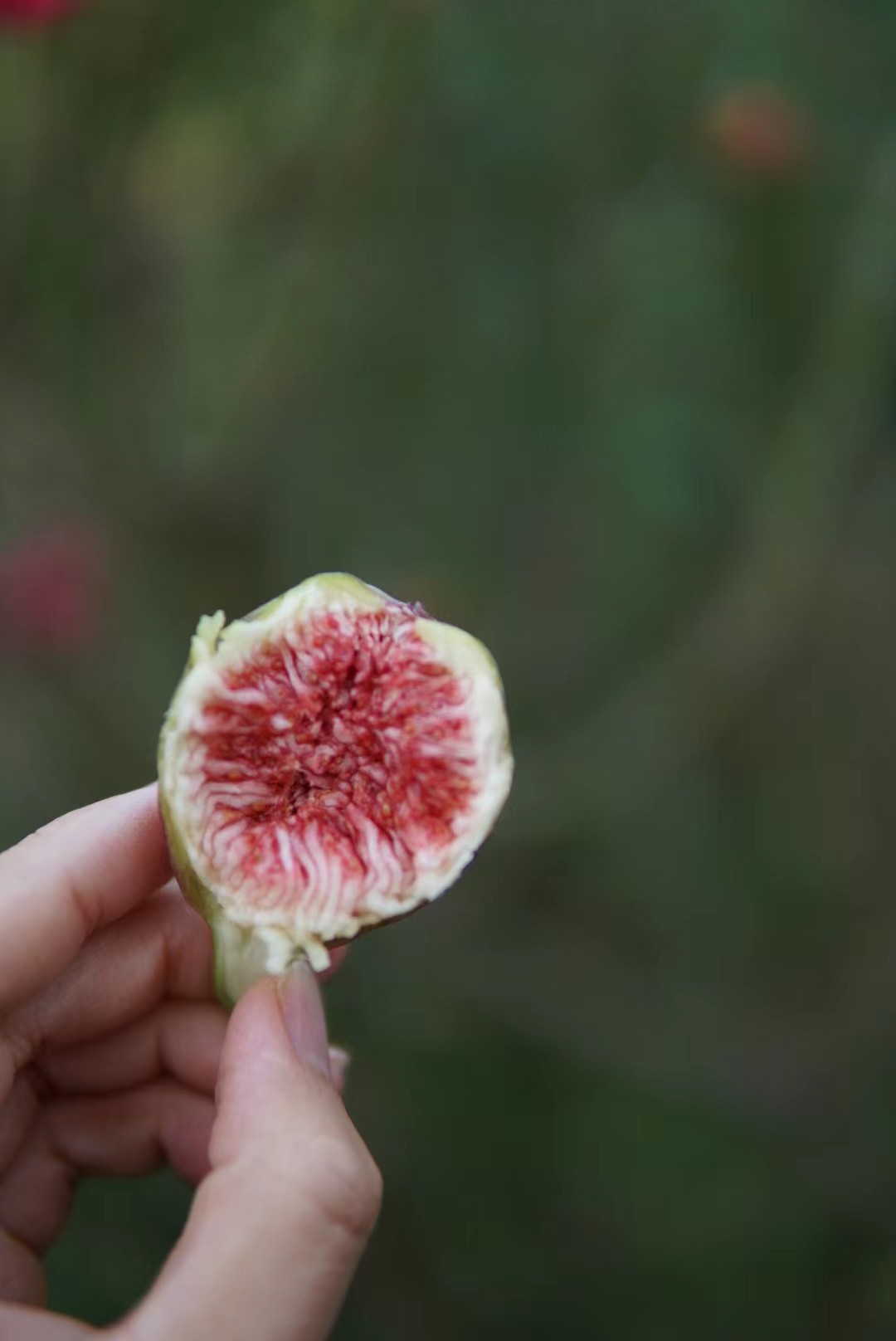 白无花果