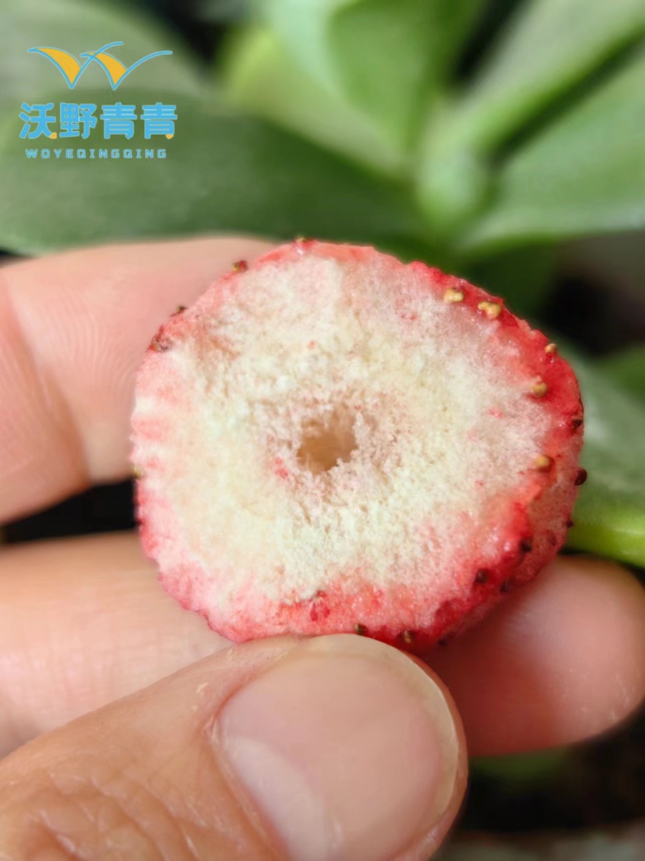 冻干草莓