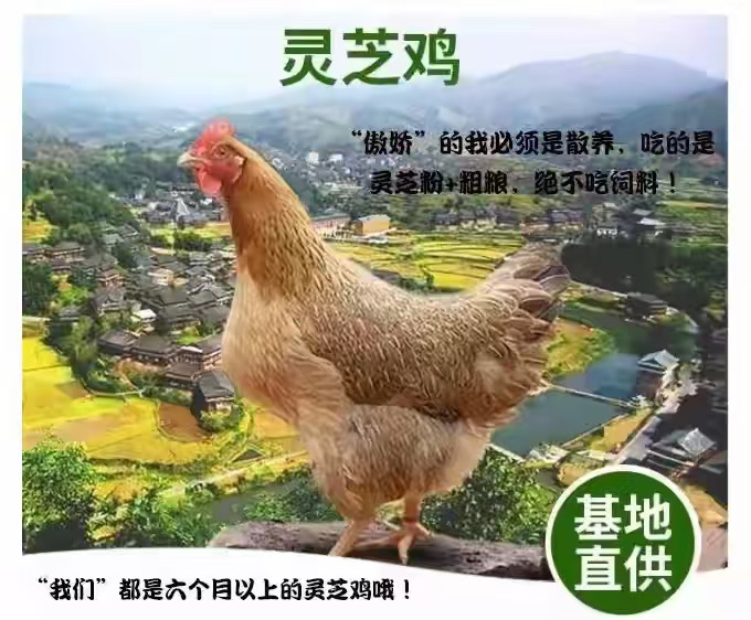 金山灵芝鸡