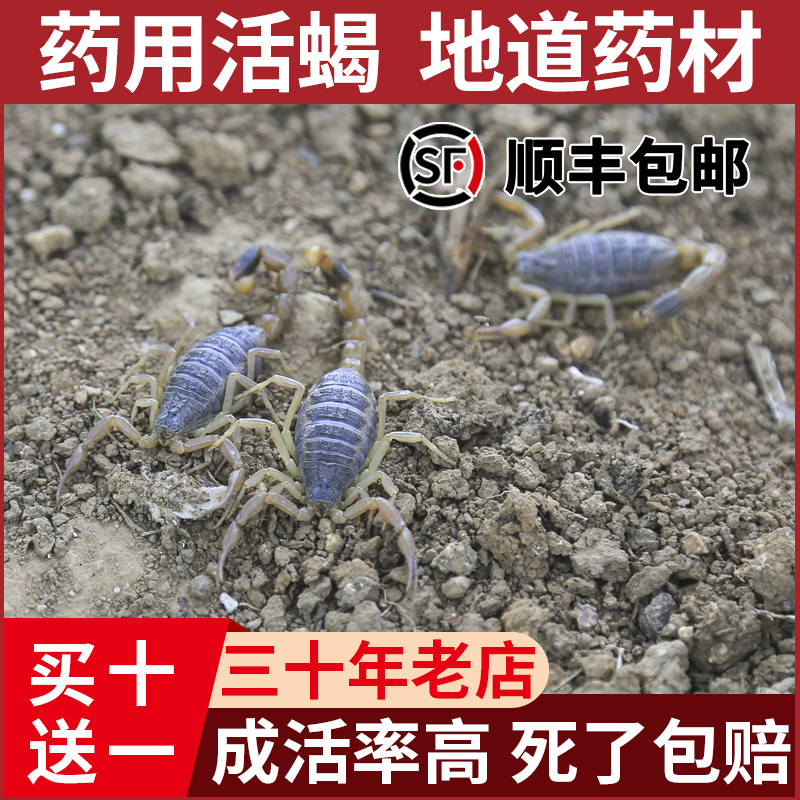 野外沂蒙山蝎子活体正宗野性十足全蝎煲汤入药油炸泡酒可食用药用