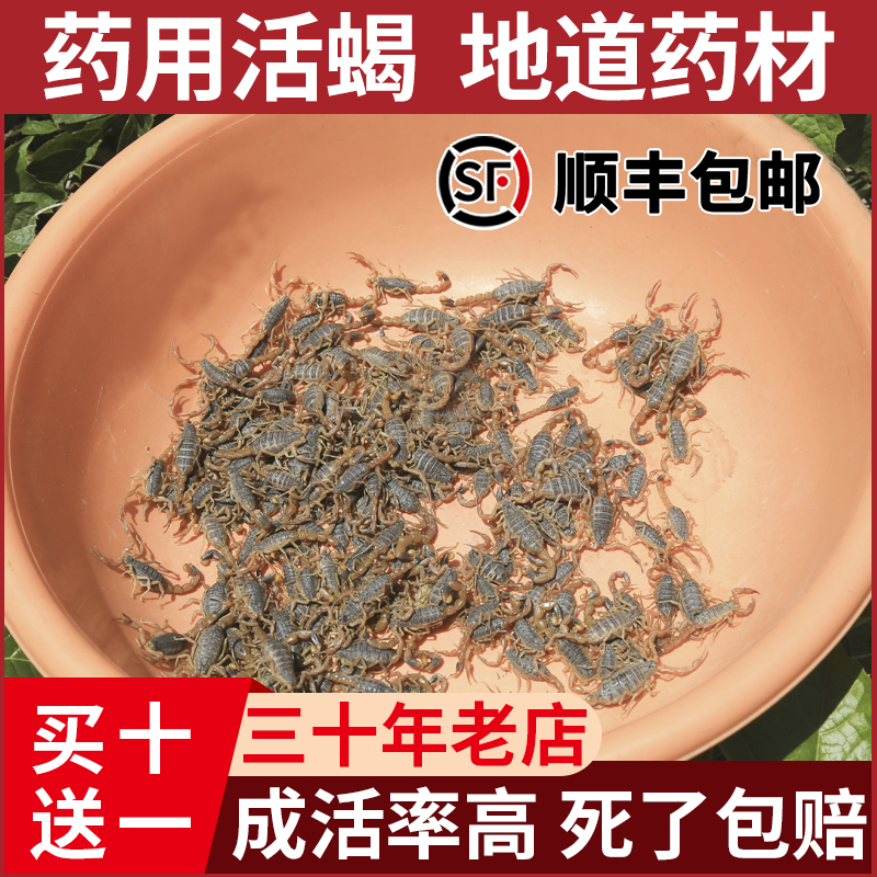 野外沂蒙山蝎子活体正宗野性十足全蝎煲汤入药油炸泡酒可食用药用