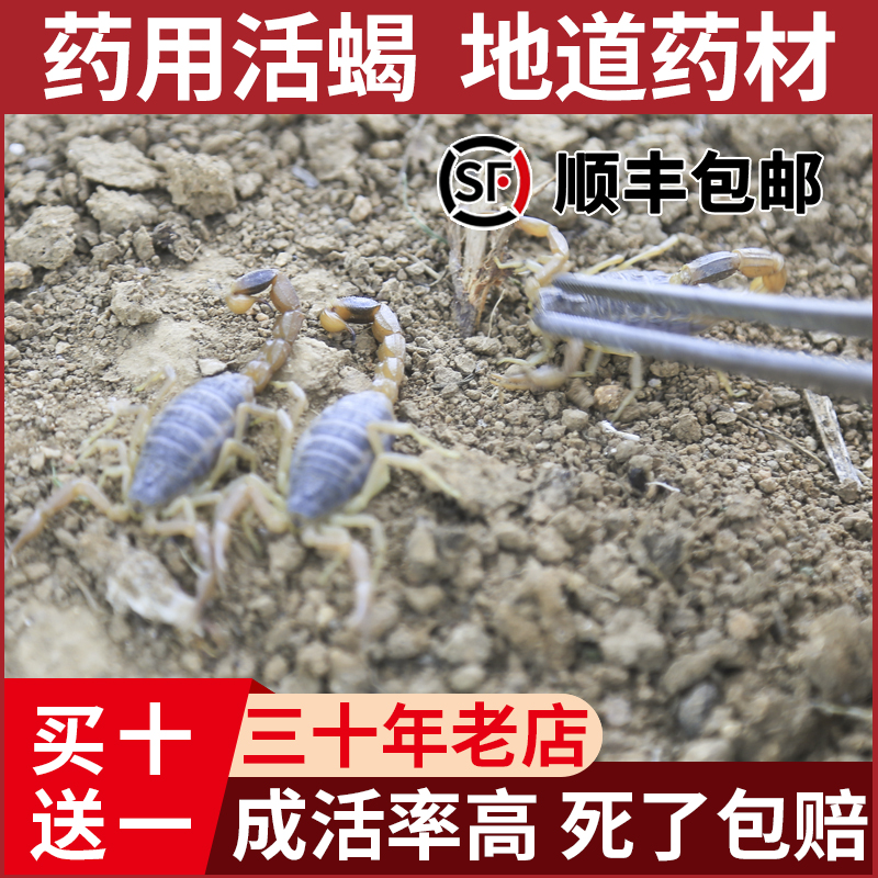 野外沂蒙山蝎子活体正宗野性十足全蝎煲汤入药油炸泡酒可食用药用