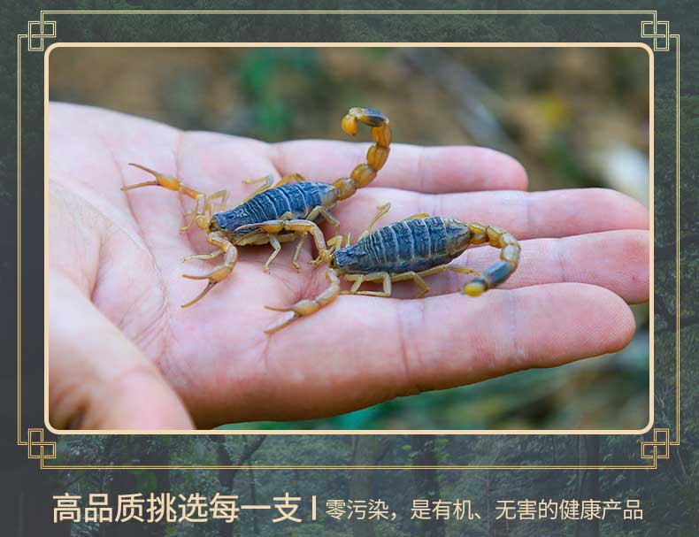 野外沂蒙山蝎子活体正宗野性十足全蝎煲汤入药油炸泡酒可食用药用