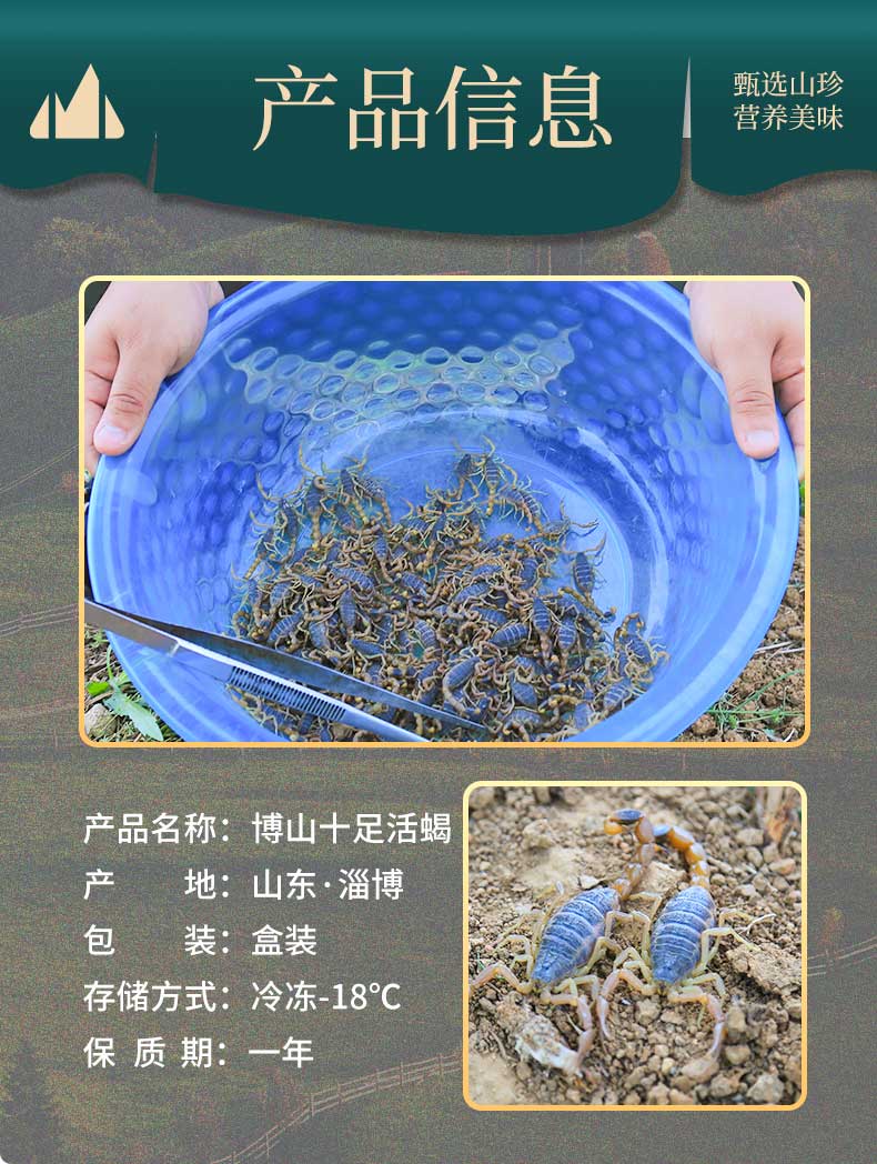 野外沂蒙山蝎子活体正宗野性十足全蝎煲汤入药油炸泡酒可食用药用