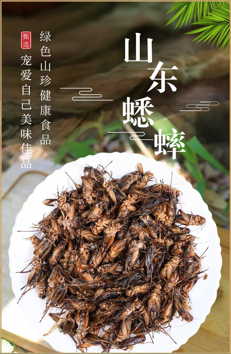 蛐蛐蟋蟀蚰葫芦新鲜速冻饱满蟋蟀可油炸优质产品美食钓鱼鸟食顺丰