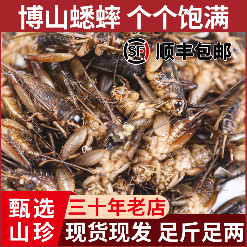 蛐蛐蟋蟀蚰葫芦新鲜速冻饱满蟋蟀可油炸优质产品美食钓鱼鸟食顺丰