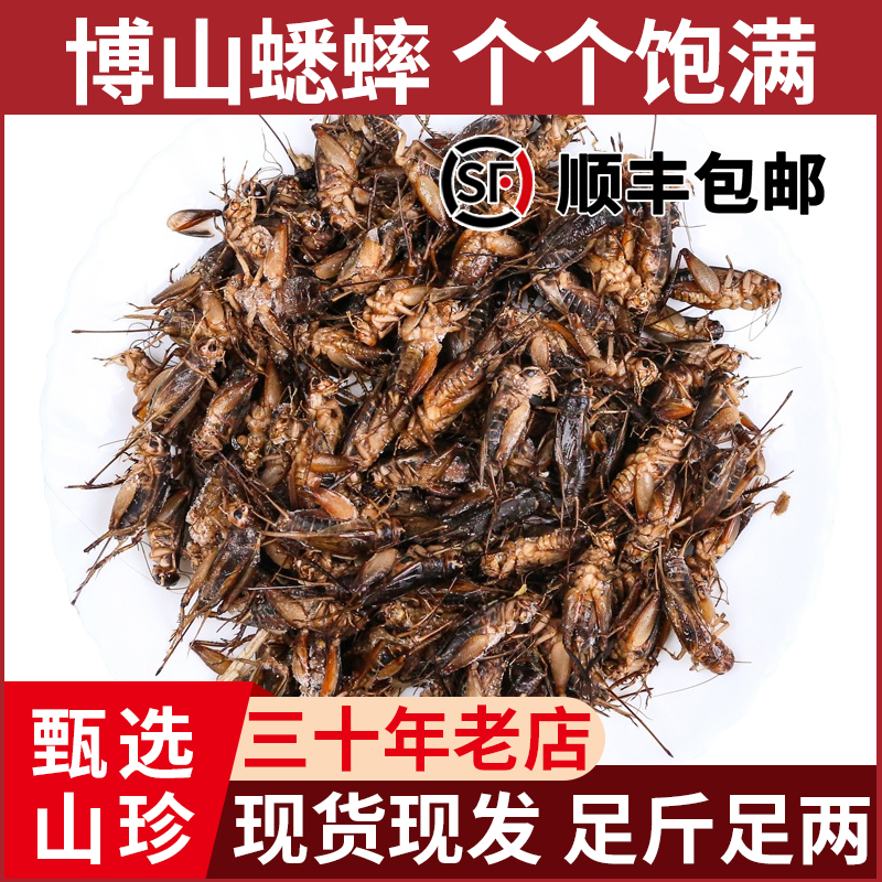 蛐蛐蟋蟀蚰葫芦新鲜速冻饱满蟋蟀可油炸优质产品美食钓鱼鸟食顺丰