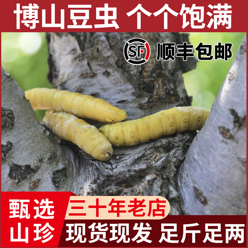 山东特产入地豆虫鲜活速冻新鲜高蛋白可食用豆丹豆青虫顺丰包邮