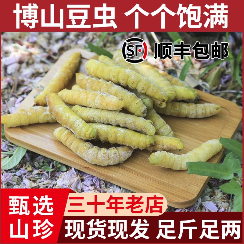 山东特产入地豆虫鲜活速冻新鲜高蛋白可食用豆丹豆青虫顺丰包邮