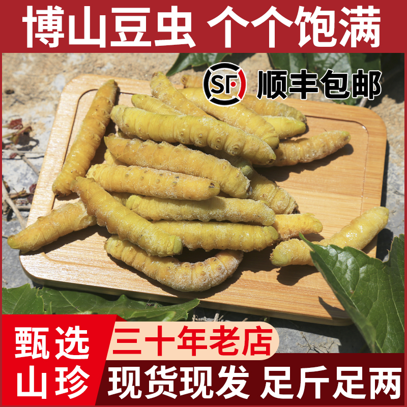 山东特产入地豆虫鲜活速冻新鲜高蛋白可食用豆丹豆青虫顺丰包邮