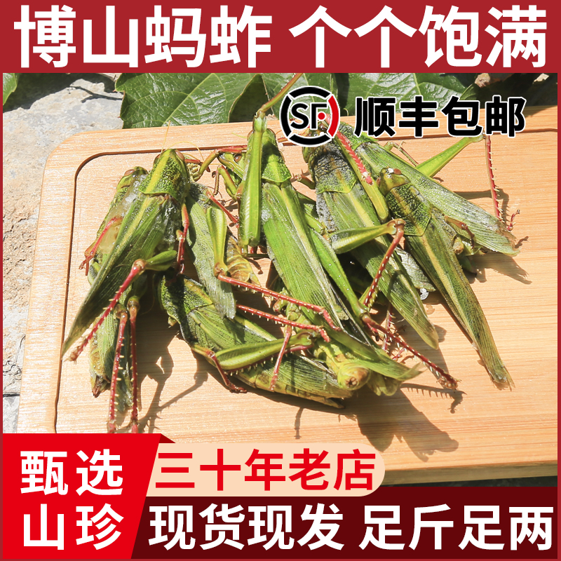 蹬倒山蚱蜢棉蝗新鲜可食用昆虫高蛋白高品质鲜活速冻冷冻顺丰包邮