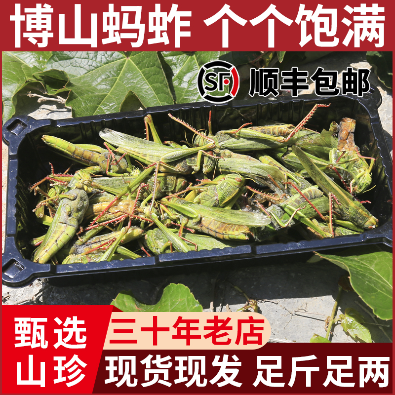 蹬倒山蚱蜢棉蝗新鲜可食用昆虫高蛋白高品质鲜活速冻冷冻顺丰包邮