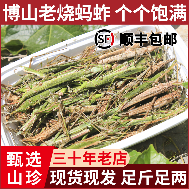 老少蚱蜢双美角剑角蝗扁担少马甲新鲜速冻可食用昆虫绿色高品质