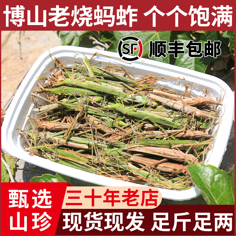 老少蚱蜢双美角剑角蝗扁担少马甲新鲜速冻可食用昆虫绿色高品质