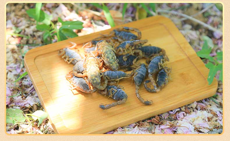 蝎子带籽正宗博山野性全蝎少有蝎子带籽煲汤入药油炸泡酒食用药用