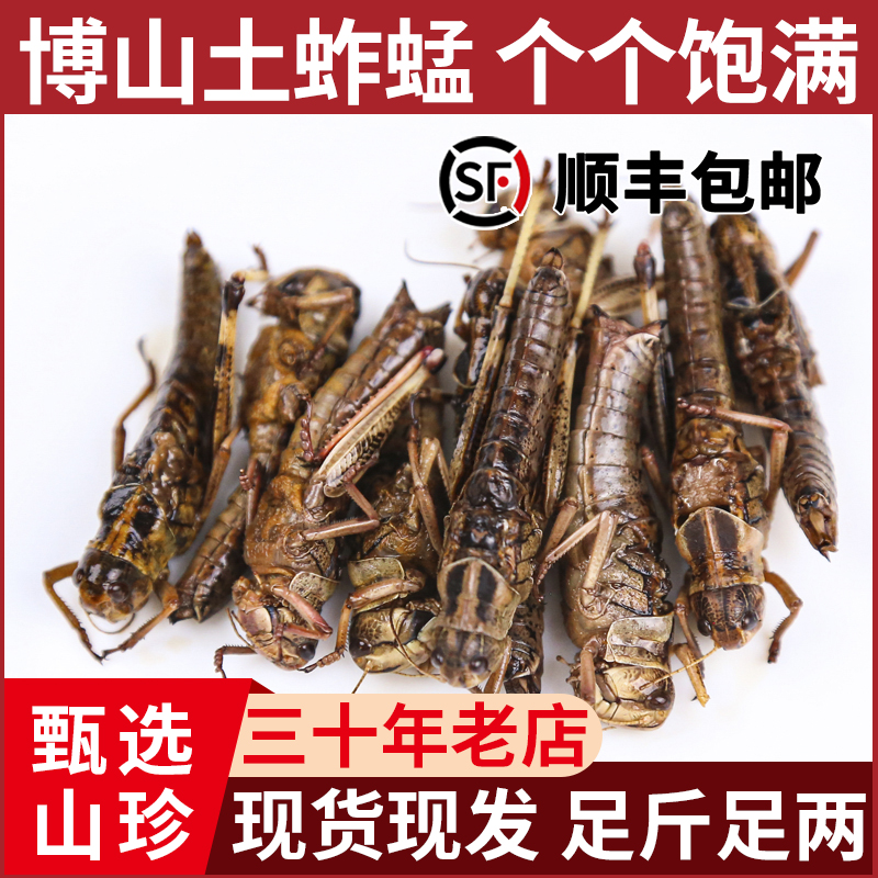 山东博山土蚱蜢飞蝗虫带籽新鲜活体速冻带籽全母可食用顺丰包邮