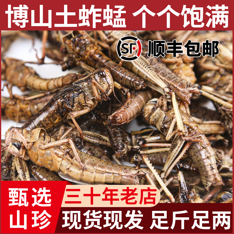 山东博山土蚱蜢飞蝗虫带籽新鲜活体速冻带籽全母可食用顺丰包邮