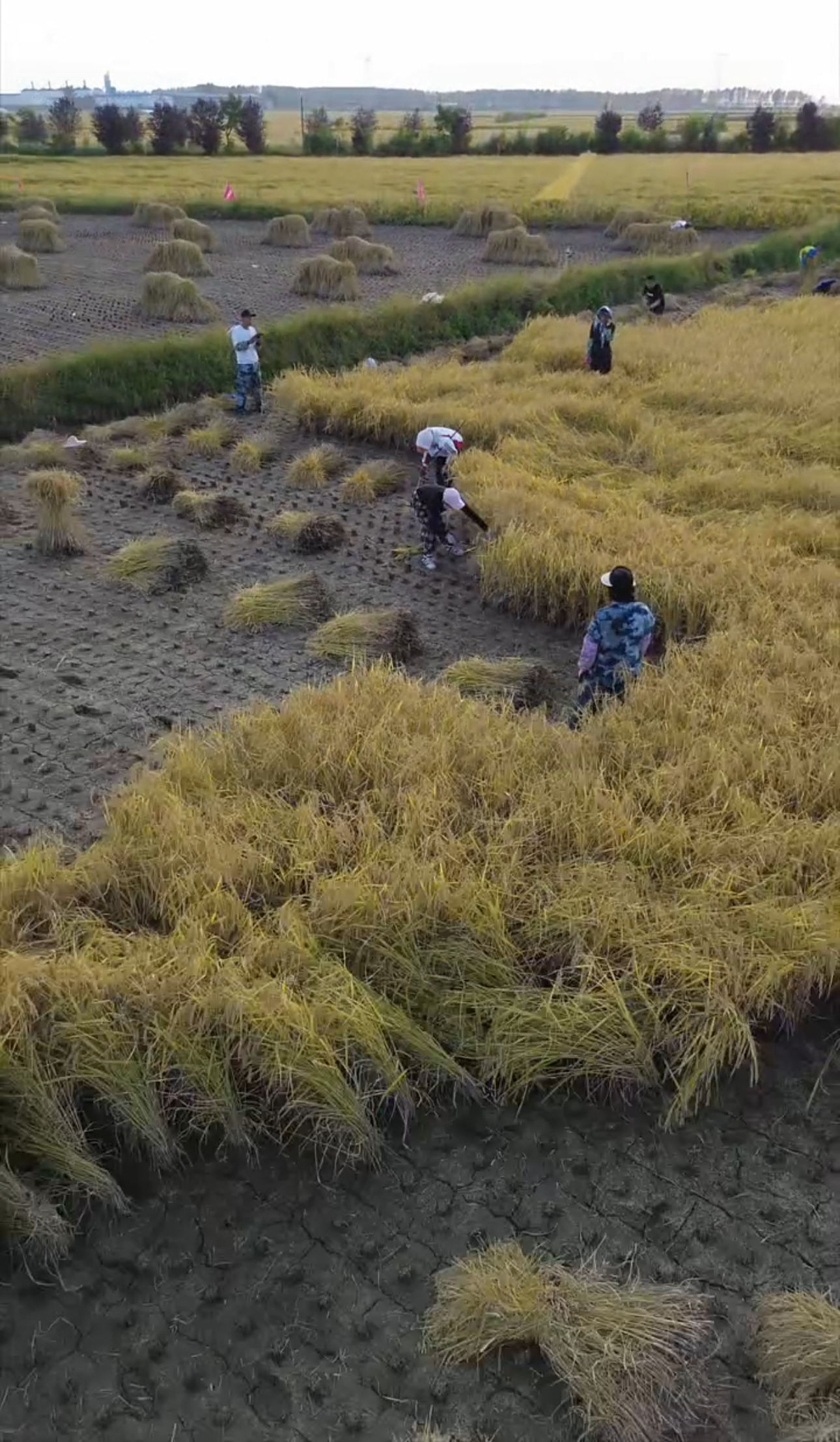 五常大米.原粮稻花香(2号)真空手提袋5kg