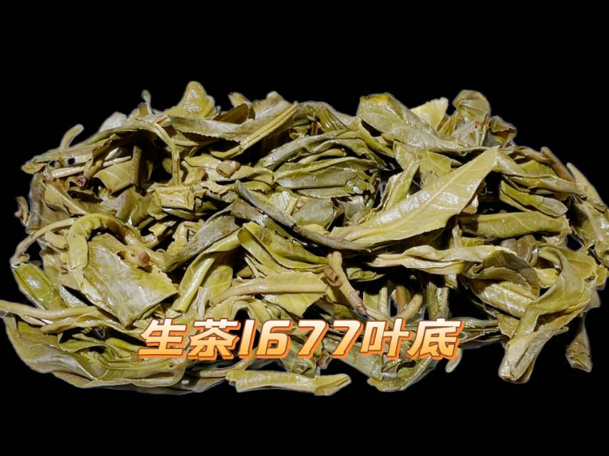 品鉴15克生茶1677