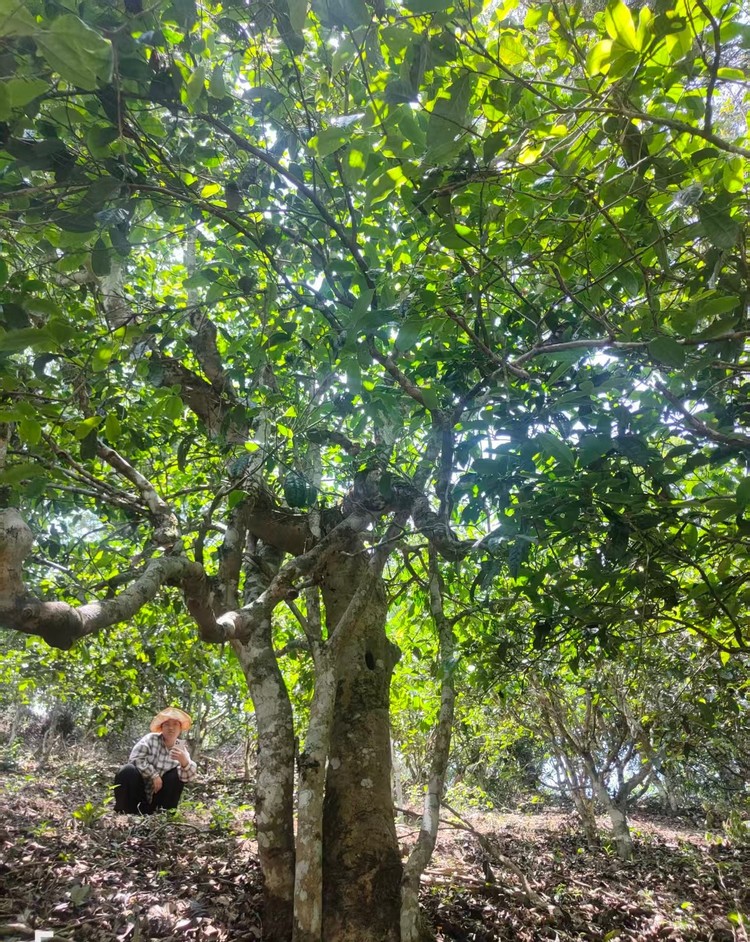 贤士来茶的特点