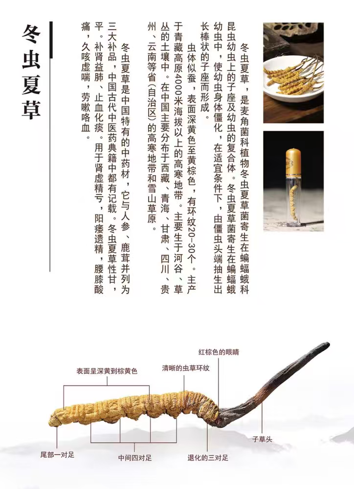 贵芝堂阴干虫草50克