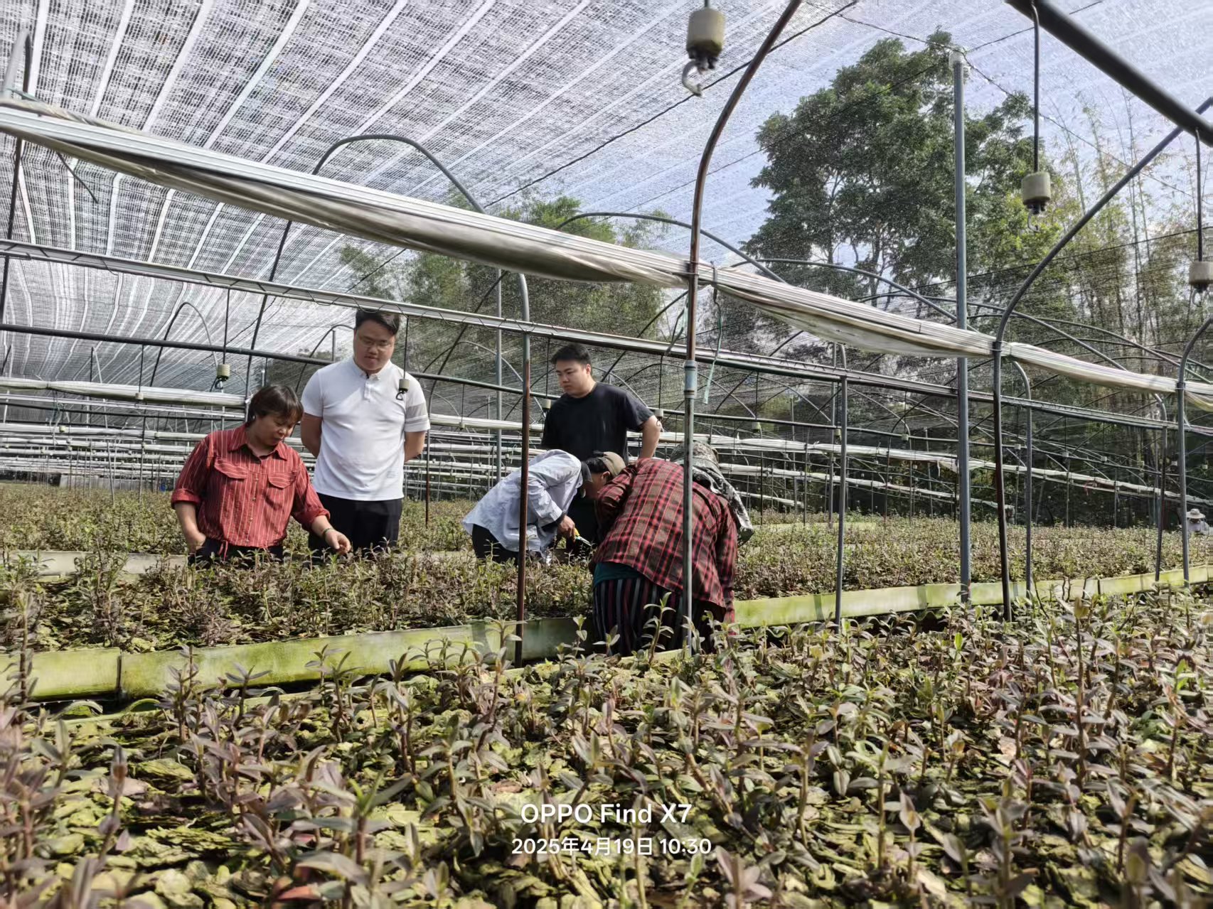 铁皮石斛寿面（10包/盒）