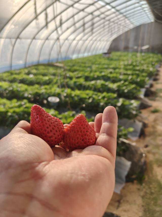 生态草莓