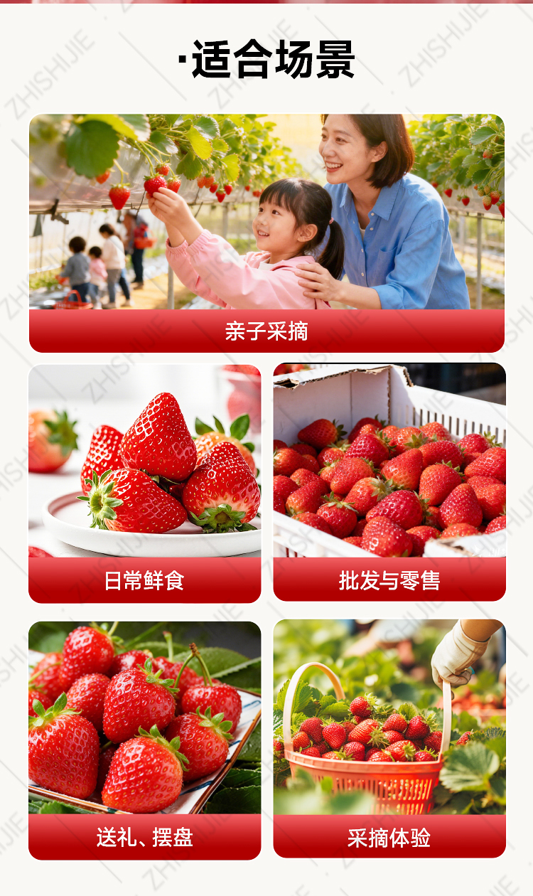 极品生态草莓